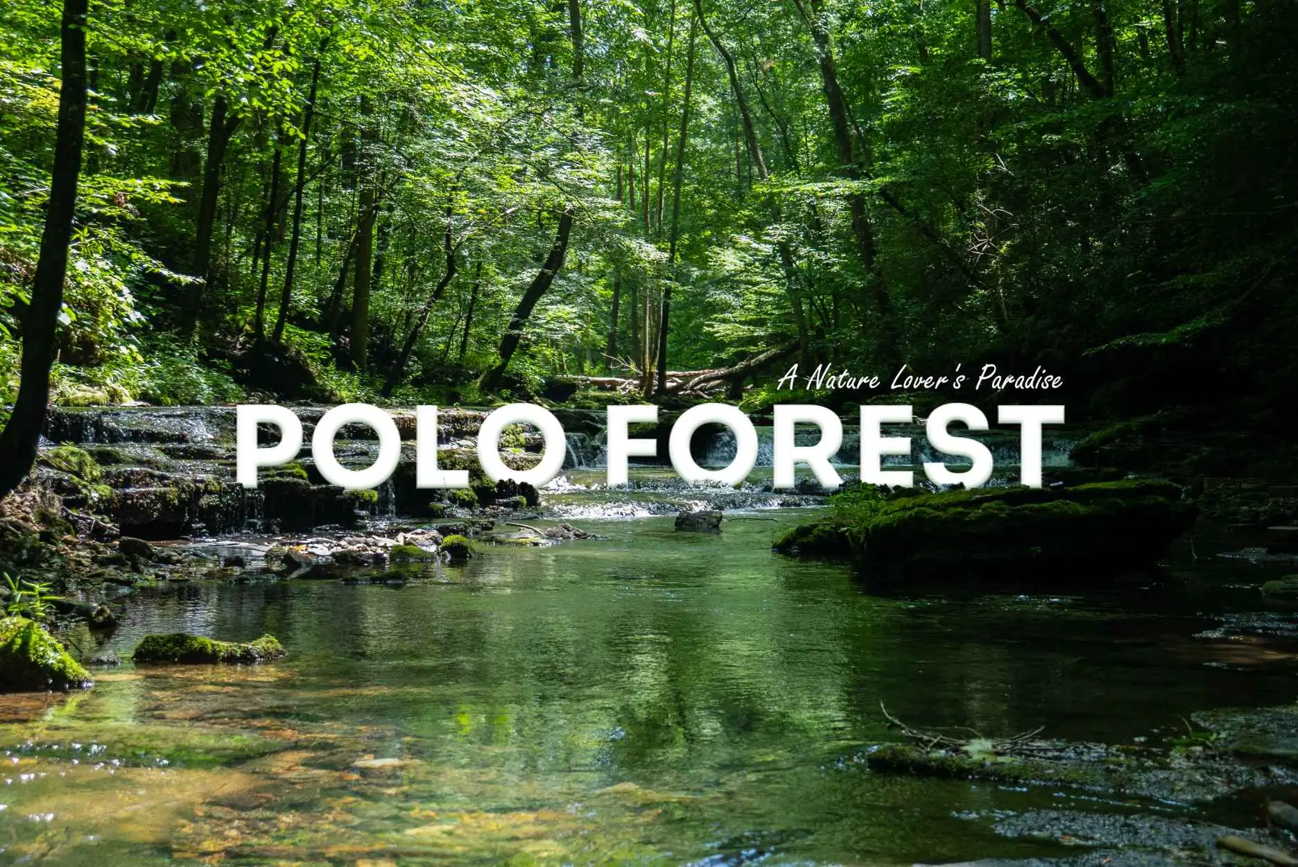 Monsoon Escape to Polo Forest: A Self-Drive Itinerary from Ahmedabad